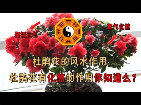 杜鵑花 風水|杜鵑花風水：福禍一線間